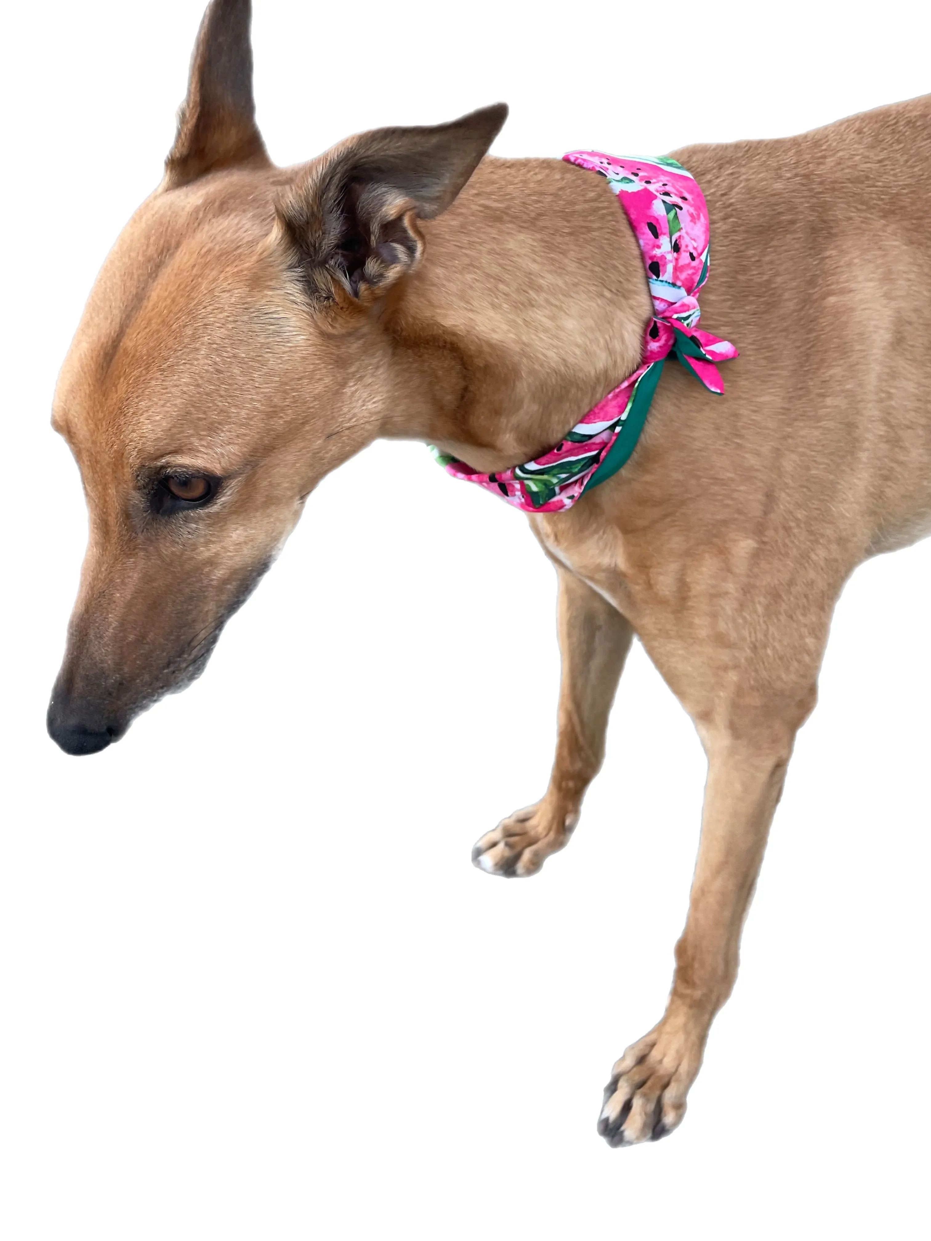 Wide Martingale greyhound collar sassy delicious watermelon cotton 50mm width super soft