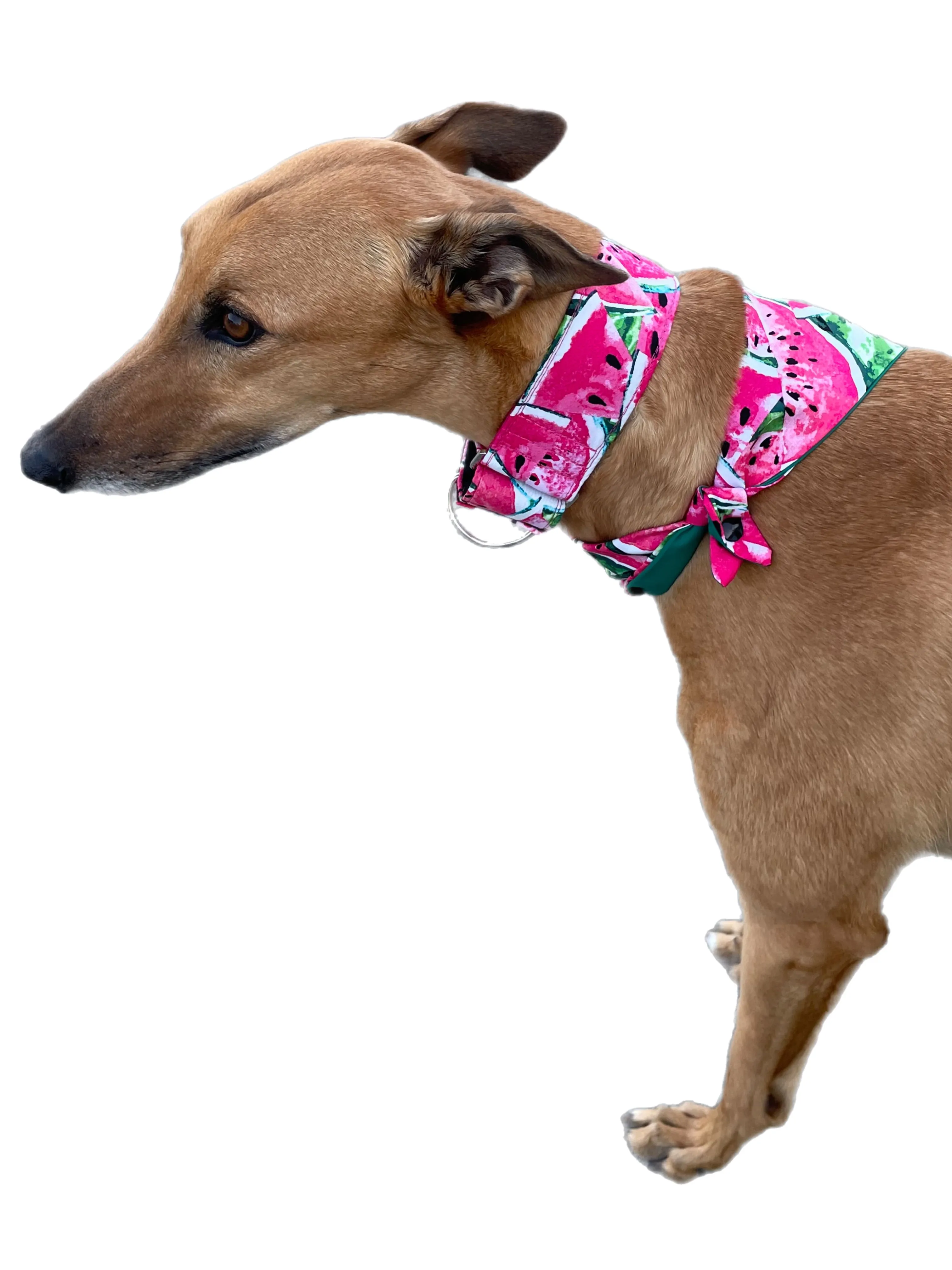 Wide Martingale greyhound collar sassy delicious watermelon cotton 50mm width super soft